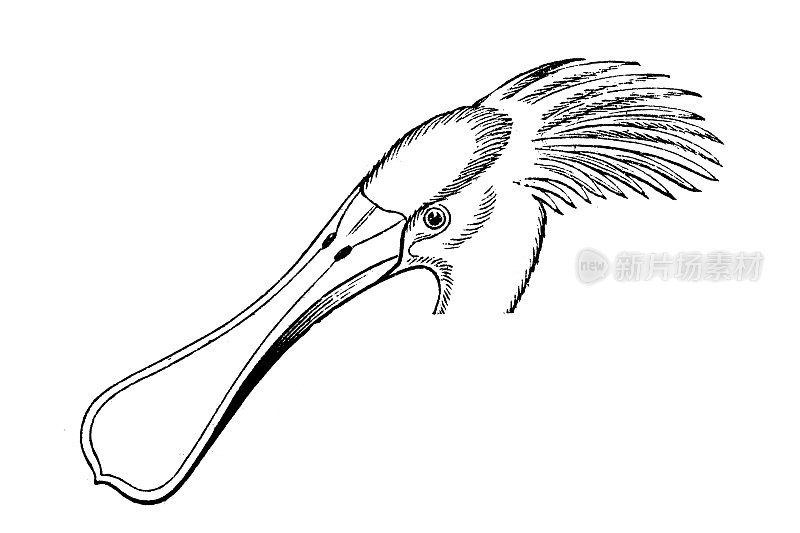 欧亚琵鹭（Platalea leucorodia）